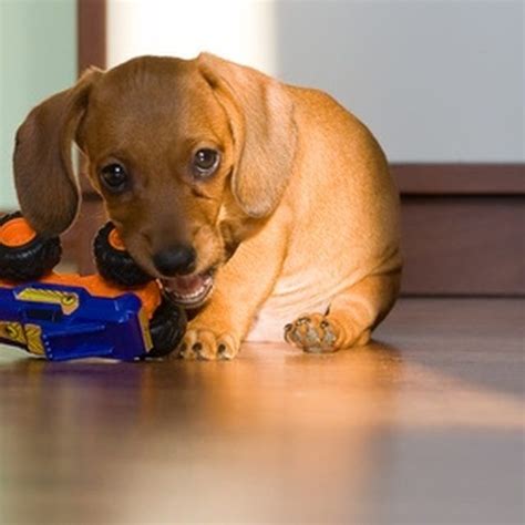 Relieve teething pain and redirect chewing by providing safe puppy chew toys. How Do I Remove Dried Dog Urine Stains From Carpet With ...