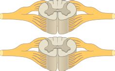 Use the model select icon above the anatomy slider on the left to load different models. An Online Examination of Human Anatomy and Physiology ...
