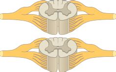 Use the model select icon above the anatomy slider on the left to load different models. An Online Examination of Human Anatomy and Physiology ...