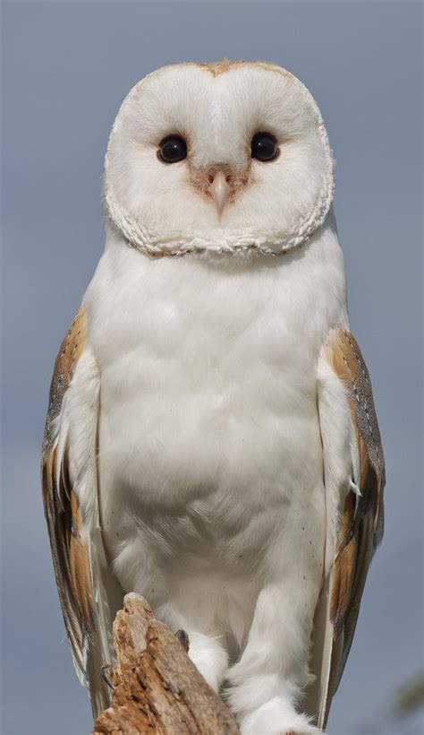 Weitere ideen zu eulenbilder, eulen bilder, eule. eine Eule! in 2020 | Barn owl, Owl pictures, Owl