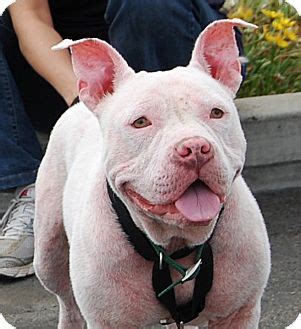 Cute heyjude, a los angeles english bulldog dog was adopted! West Los Angeles, CA - English Bulldog. Meet Popcorn a Pet ...