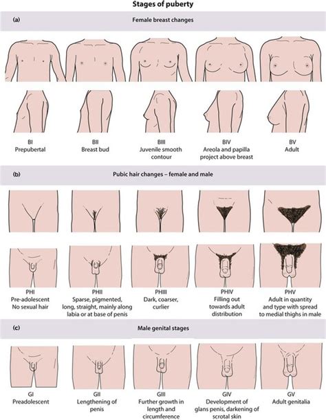 So, if you see your friends and you see that they have a lot but you have a little, or vice versa, don't feel. Growth and puberty | Obgyn Key