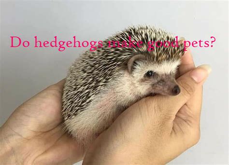 Are hedgehogs really good pets? Do hedgehogs make good pets? - HEDGEHOG