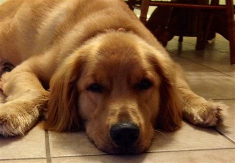 Where to get a puppy. Rusty trying to motivate mom to clean the house today ...