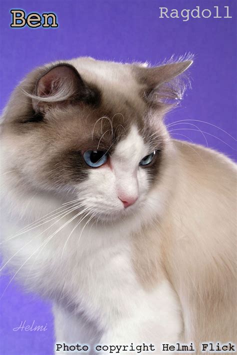 Use the search tool below and browse adoptable ragdolls! Difference between Ragdoll and RagaMuffin cats - PoC