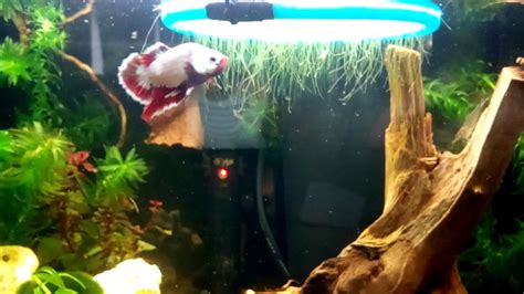 Aquariums filled with tap water are not ready for fish right away. Betta Fish is this glass surfing? - YouTube