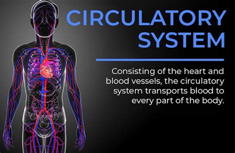 The human body is comprised of hundreds of muscles, about 640 in total. Total Muscles In The Human Body? - What S The Strongest Muscle In The Human Body Quora : Those ...