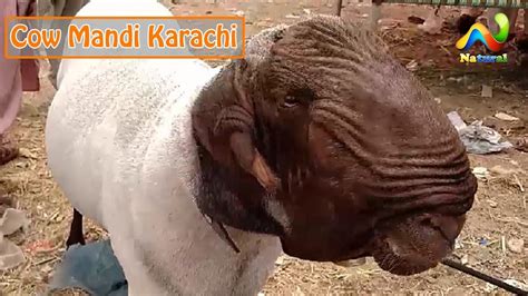 All tour activities are open or closed or as usual opens ? Lalokhet Bakra Mandi | Cow Mandi Karachi | Eid ul Adha ...