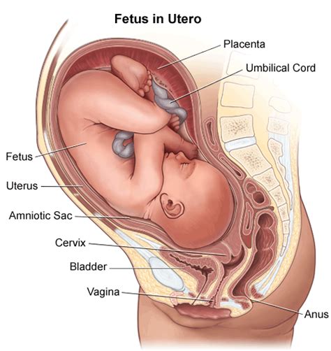 The male reproductive system produces and deposits sperm. Anatomy of a Pregnant Woman | Birth Injury Justice