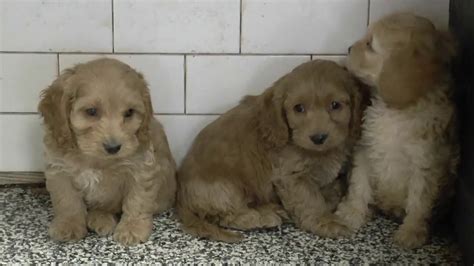 We are now weeks old and ready to find our forever family , some of my brothers sisters have names now. Cockapoo Puppies for Sale from www.dyerfarms.com - YouTube