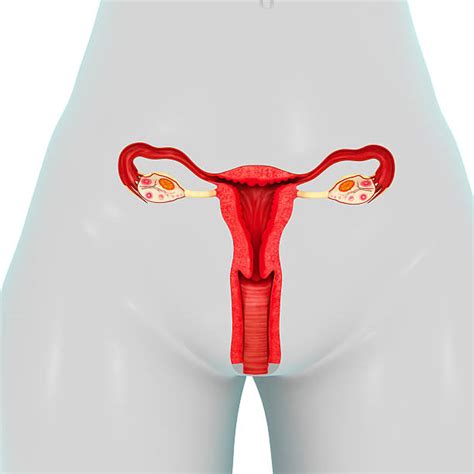 We have surgeries to remove all female parts the moment we're done having kids. Women Private Parts Pictures, Images and Stock Photos - iStock