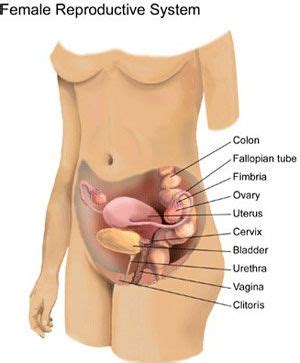 Learn about the female reproductive system's anatomy through diagrams and detailed facts. How to maintain reproductive heath | Female reproductive ...