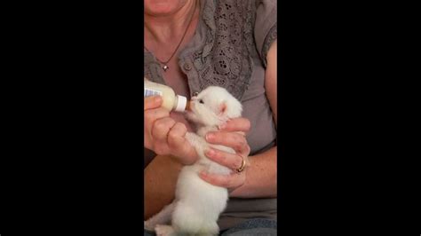 Meow meow & bow wow. Feeding Bottle Baby Kittens - YouTube