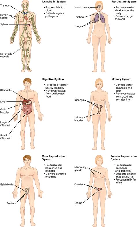 What are the parts and location of the male reproductive system? Structural Organization of the Human Body | Anatomy and ...