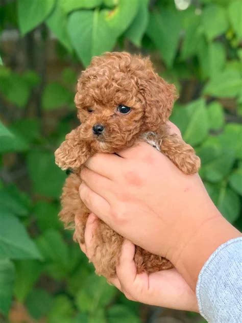 Virginia loves wrestling and playing with her littermates afterwards she enjoys taking a nice. Cockapoo Puppies Breeders Near Me