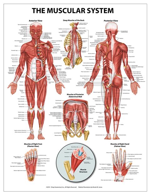 The superficial group, the deep group 17.01.2018 · this labeled human muscular system chart illustrates the major muscle groups in the. Muscular System Wall Chart 20" x 26"