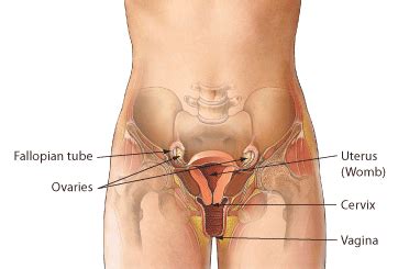 It's the best job in the world. What Is Pelvic Inflammatory Disease? Symptoms, Pictures ...