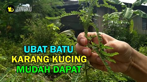 Cara ubat penyakit gout | ustaz nahar afandi. Buat kucing ubat batu karang cara kampung - YouTube