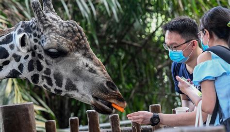 Harga tiket masuk kebun binatang surabaya terbaru. FOTO: Hewan Kebun Binatang di Singapura Kembali Sapa Turis ...