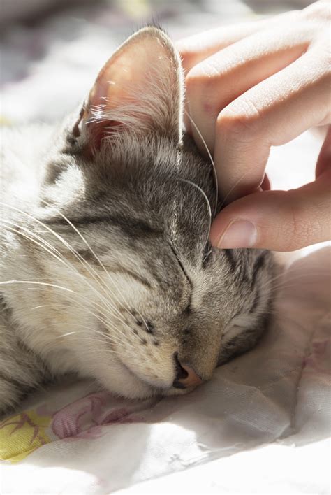 Treatment is directed at controlling excessive secretion of thyroid hormones and can involve a variety of approaches depending on several factors. Radioiodine Therapy - Centers for the Treatment of Feline ...