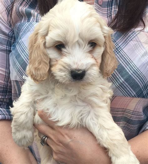 This pooch has a sweet and gentle nature, making them a great companion for any family. Cavapoo Puppies Breeders In Michigan - Animal Friends