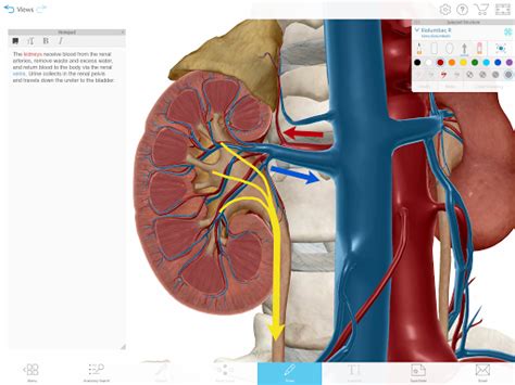 There is a list of really best anatomy apps that will make anatomy science looks simple. 2021 Human Anatomy Atlas 2021: Complete 3D Human Body ...