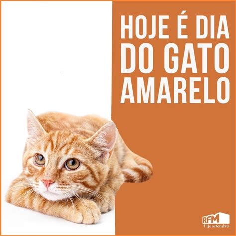 Ouça a galinha pintadinha no spotify: Dia de apreciar o gato amarelo - Ginger Cat Appreciation ...