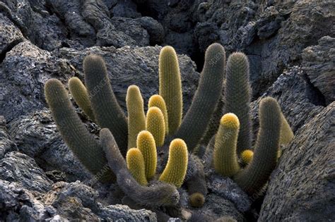 Cereus cacti encompass more than 30 species of plants in the family cactaceae. Lava cactus (Brachycereus nesioticus) - Stock Image - C002 ...