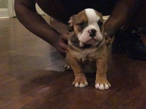 Akc english bulldogs in mississippi. English Bulldog Puppies For Sale | Lafayette, LA #251979