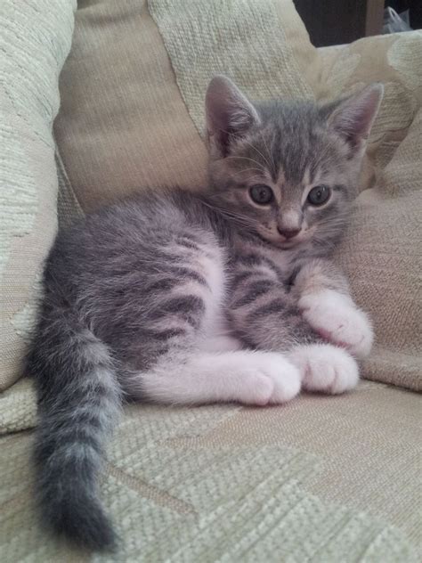 See more ideas about kittens, kitten for sale, kittens cutest. Grey and White Kitten for Sale | Derby, Derbyshire ...