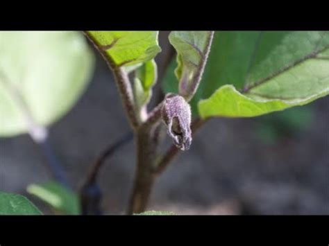 Japanese eggplant are gorgeous purple looking veggies that taste as good on the inside as they look on the outside. ICHIBAN JAPANESE EGGPLANT - YouTube