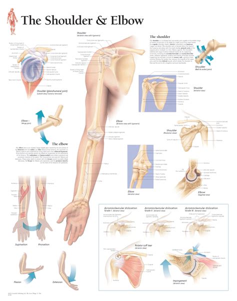 Back of elbow anatomical name. Understanding the Shoulder & Elbow | Scientific Publishing