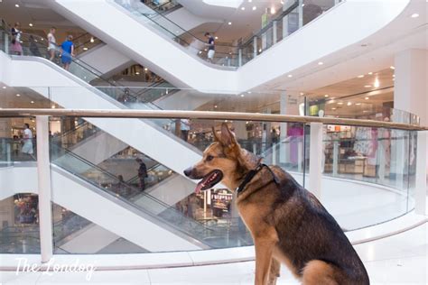 Peter jones is a renowned entrepreneur, famous as the founder of the 'phones international group'. Dog-friendly Department Stores in London: What You Need to ...
