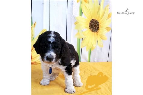 Skip the suds and the wet mess of bathing your dog in the kitchen sink or bath tub, and come use a pet wash station at tractor supply! Ellie: Poodle, Standard puppy for sale near Sioux Falls / SE SD, South Dakota. | 80a52b6811