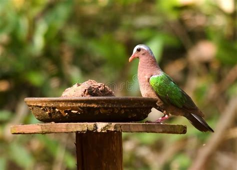 Monongahela national forest makes the shawnee national forest in southern illinois look like chicago's lincoln park or new york's central park. Photo about Emerald Dove near a water feeder in Dandeli ...