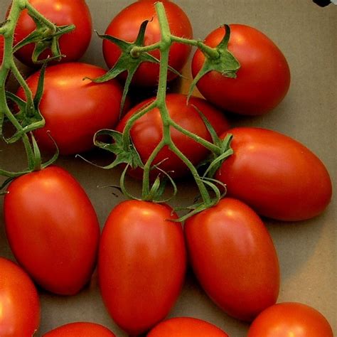 This method is extremely volatile and allows you to paint flowers to your map in a very dynamic and adaptive way. Roma Tomato Seeds - Price €1.95