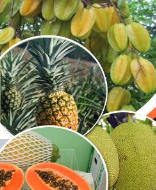 Satu buah melon dijual dengan. Harga Buah Buahan Di Malaysia 2020