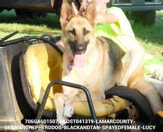 Most of these dogs will. 442 Best GERMAN SHEPHERD DOGS-US LOST DOG REGISTRY images in 2020 | German shepherd dogs, Losing ...