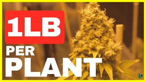 Indoor grows are so much more expensive because everything must be controlled. How to Grow a POUND PER PLANT | Cannabis Lifestyle TV ...