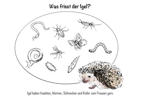 Grundsätzlich ist es so, dass ein igel ein wildtier ist. Was fressen Igel? » Ernährungsplan von wilden Igeln