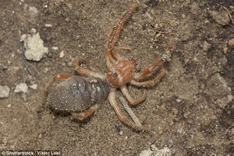 Camel spiders are often associated with middle eastern deserts thanks to popular chain letters that began circulating during the persian gulf war and the iraq war. Arizona man finds spider-scorpion hybrid in Phoenix ...