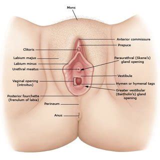 O tratamento para vulvodínia deve ser definido de acordo com cada situação, podendo aliar diferentes terapias. (PDF) Patologia benigna da vulva