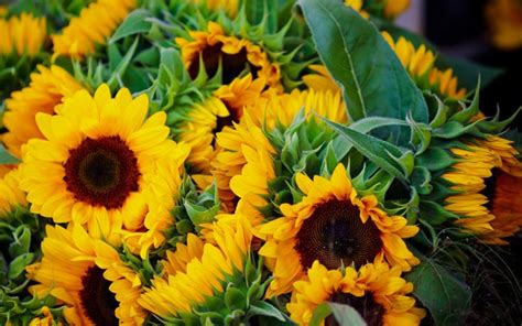 Dahinter verbirgt sich eine pflanzenfamilie, die besonders mit ihrem reichen. Herbstblumen für den Garten: Diese blühen bis in den November