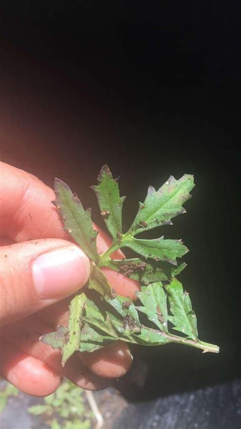 Check spelling or type a new query. Marigold leaves turning purple with white dots. What is ...