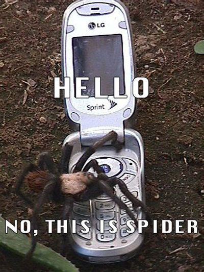 It's a dark and cold night. I told you...Verizon does NOT let spiders use out phones!!!! That's Sprint (With images) | Funny ...