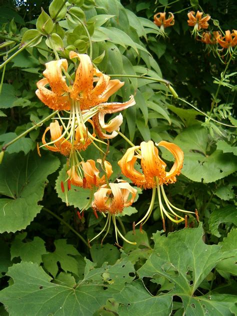 A floricultura pontual está localizada no rio de janeiro e são paulo e disponibiliza entrega de flores para o rio de janeiro,são paulo e niterói em até 1 hora e meia ou agendado! floricultura | Universo das Flores | Página 596