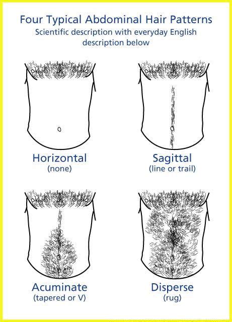 Pubic hair is one of those grooming ordeals you don't really know how to approach because it's just not normal to ask your friend about the weather down with the explosive trend of man buns and beards, hairy bods have become more than just a temporary grooming fad. Abdominal hair - Wikipedia