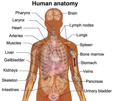 Every system in the body has organs that produce the necessary functions for life. body parts external back of diagram backside back External ...