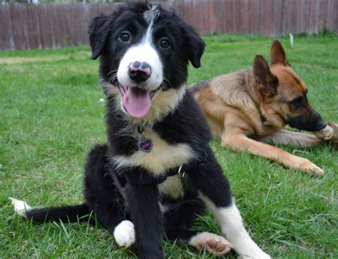 All pups and their parents are kennel club registered. I adopted this border Collie / German Shepherd mix today ...