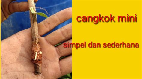 Salah satu cara membuahkan jambu kristal dengan adalah dengan teknik potes pucuk. Cara Cangkok mini jambu kristal - YouTube